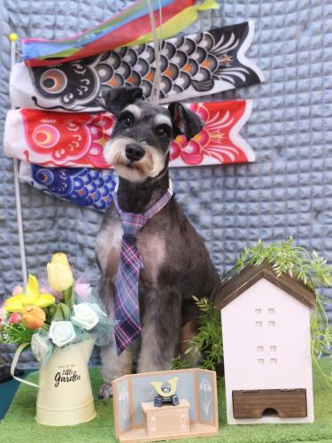 20230530マロ助くん